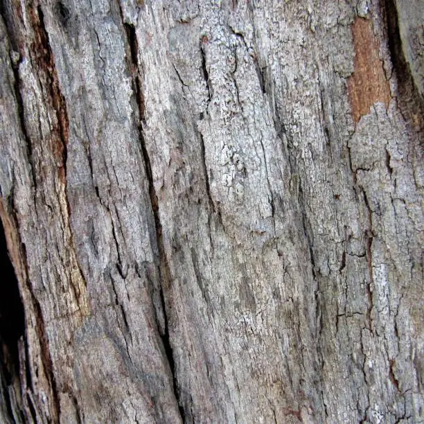 Photo of Various tree trunks close up and banyan tree roots close up