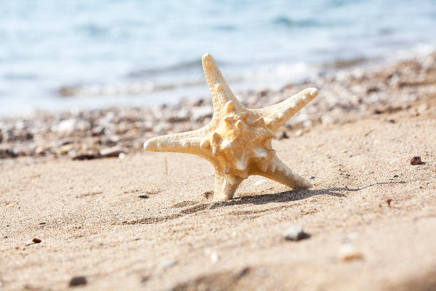 istock Straw hat, sunglasses and starfish isolated on beach. 1087621220