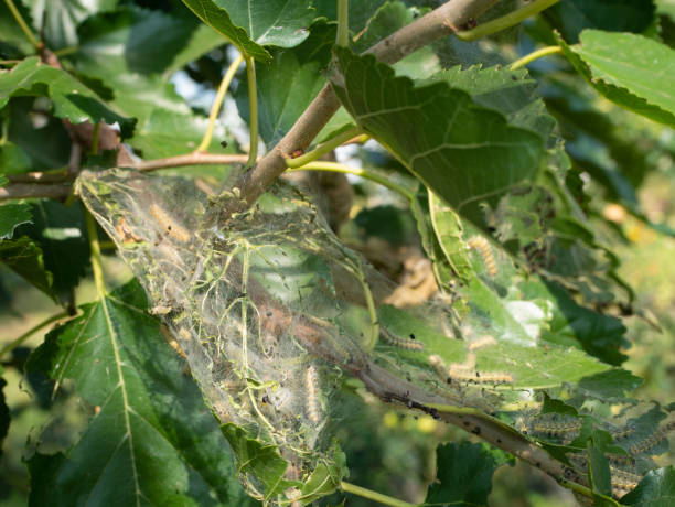 istock diseased tree green leaves with caterpillar web 1087622318