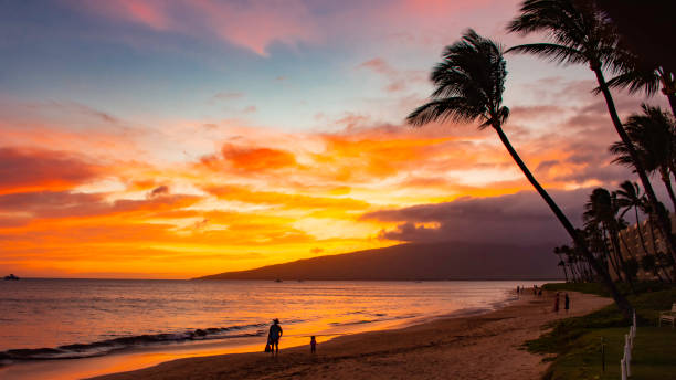 Beach and palms trees at sunset at Sugar Beach Kihei Maui Hawaii USA
