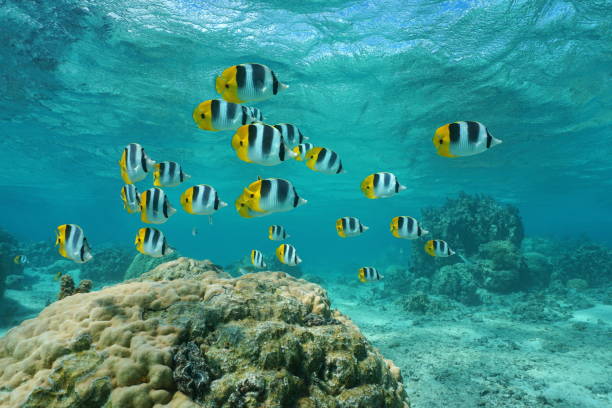 istock School of fish Pacific double-saddle butterflyfish 1087622818