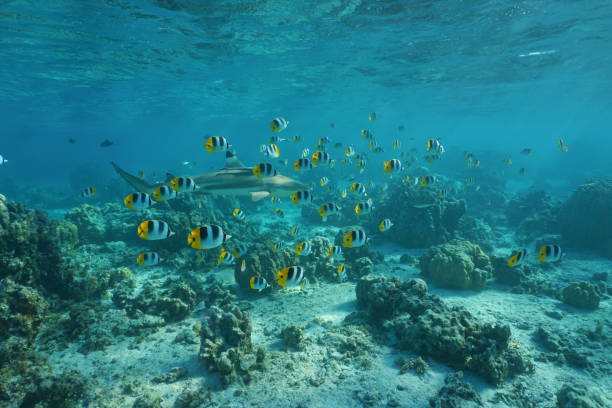 istock School of tropical fish with a blacktip reef shark 1087624274