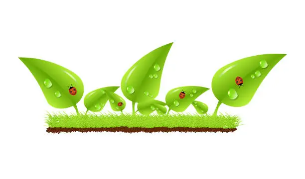 Vector illustration of Green leaves and ladybugs