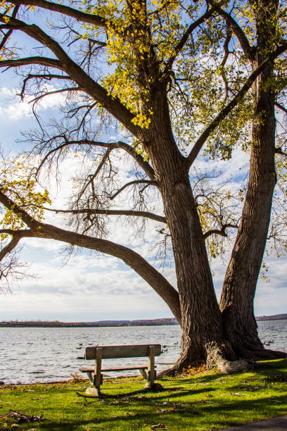 istock park bench next to a tree near a lake 1087625148