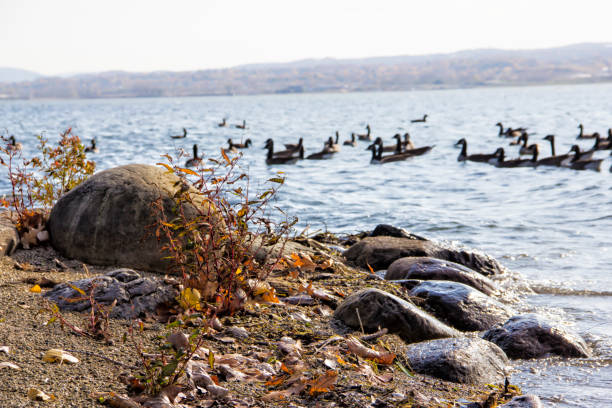 a picture of geese on a lake near the shore