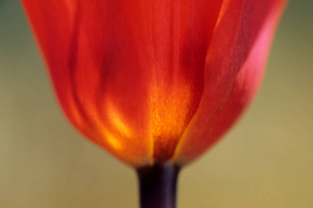 istock Close-up of a tulip 1087626594