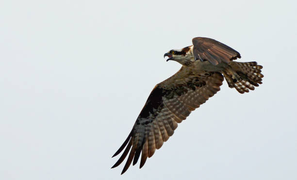 Taken on the Intracoastal Waterway of Florida's Gulf of Mexico Coast. gran águila pescadora (pandion haliaetus), volando con alas de color marrón y blanco de propagación y cola, grandes garras había doblada hacia atrás, detalle de plumas, abrir el pico ganchudo y ojo amarillo brillante contra el cielo blanco. espacio pa
