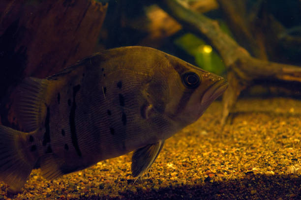 istock South American freshwater fish in aquarium. 1087632346