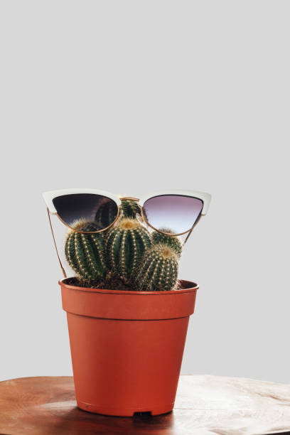 istock Green Cactus Wearing Sunglasses 1087632630