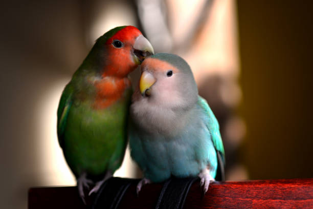 a bird full of love and love