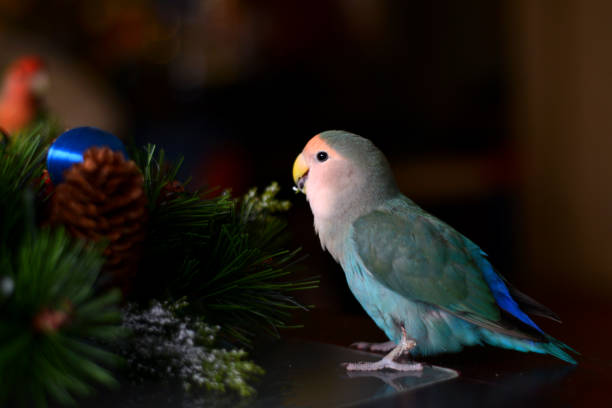 istock Lovebird parrot as New Year's decoration 1087632642