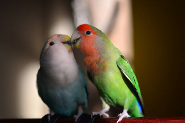 A pair of lovebird parakeets exchanges love and tenderness