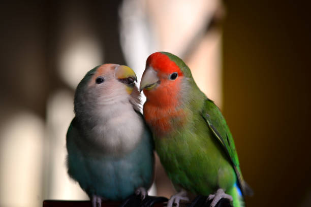 istock A pair of lovebird parakeets exchanges love and tenderness 1087632684