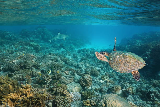 istock Sea turtle underwater coral reef Pacific ocean 1087632702