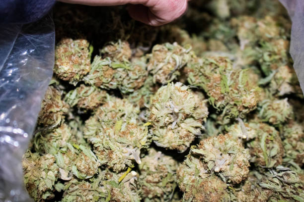 istock Cannabis buds - selective focus - large amount in a clear plastic bag, with part of a hand visable for scale 1087634400