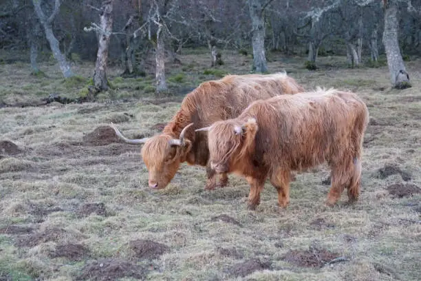 Ginger Scottish highlands cows with large horns in wild natural habitat uk