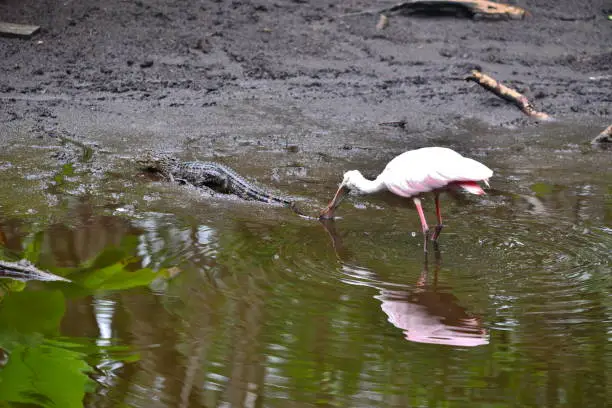 An adult roseate spoonbill nips at the tail of an American alligator.  The birds do not have great eyesight.