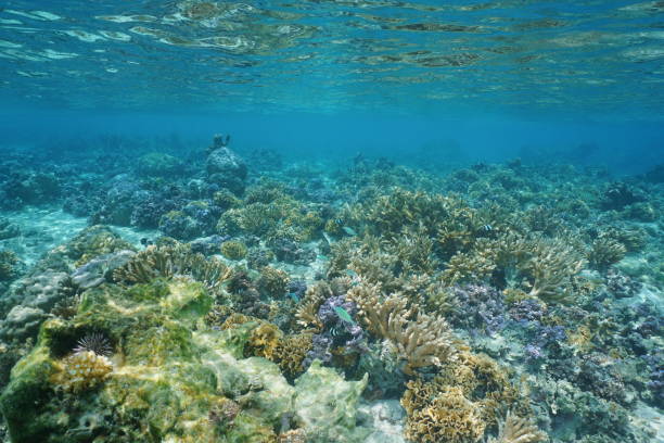 istock Shallow coral reef Pacific ocean French Polynesia 1087636426