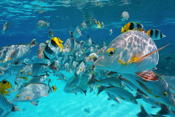 istock Shoal of tropical fish underwater close to surface 1087640236