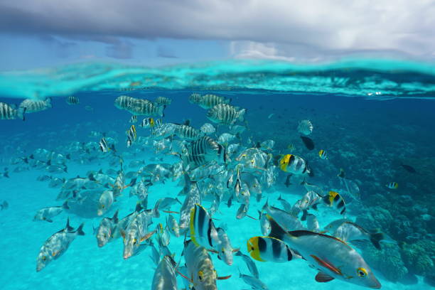 istock Shoal of tropical fish underwater with cloudy sky 1087640366