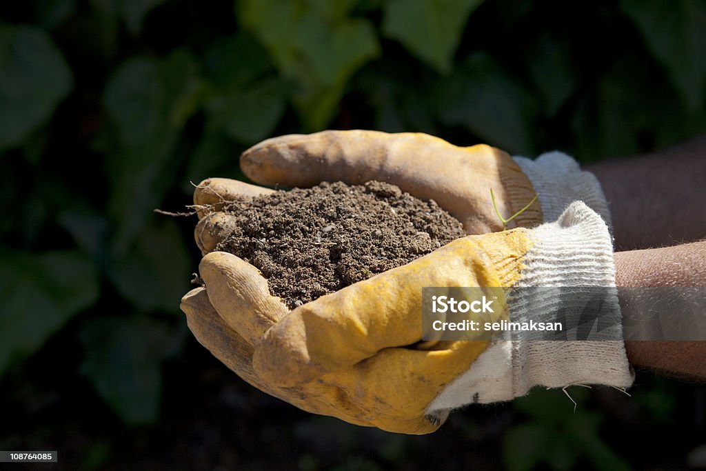 Rękawiczkach z gardener trzyma garść brudu. - Zbiór zdjęć royalty-free (Fotografika)