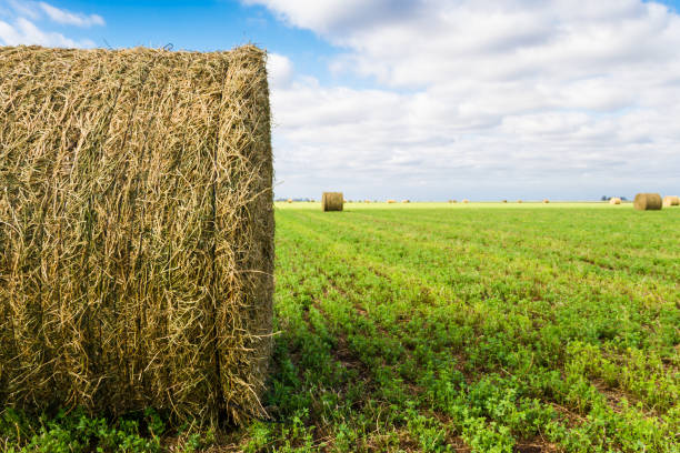 balle di erba medica in campo in estate - alfalfa foto e immagini stock