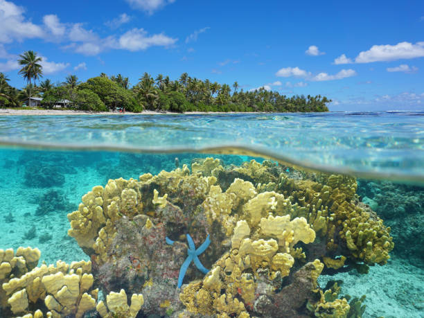 istock Split over underwater lagoon coral and sea star 1087642240