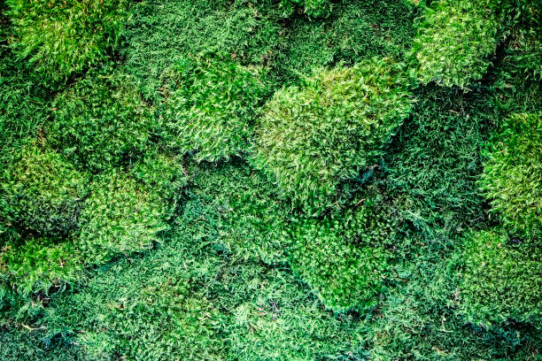 istock Texture of decorative live moss on the wall, ecological decor 1087643782