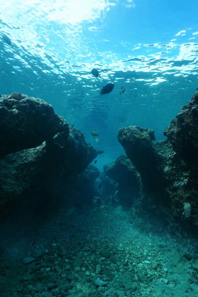 istock Small canyon underwater Pacific ocean 1087643860