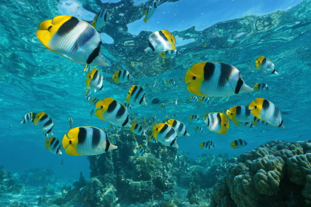istock Shoal of tropical fish underwater butterflyfish 1087644184