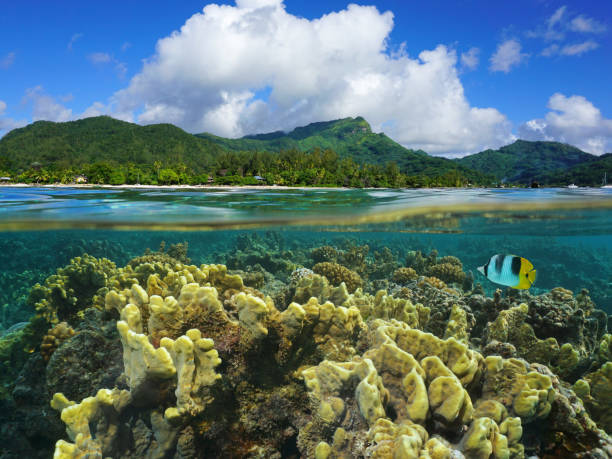 istock Split over under Huahine corals French Polynesia 1087644488