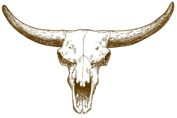 illustrations, cliparts, dessins animés et icônes de gravure illustration du crâne de bison des steppes - animal skull horned wild west skull