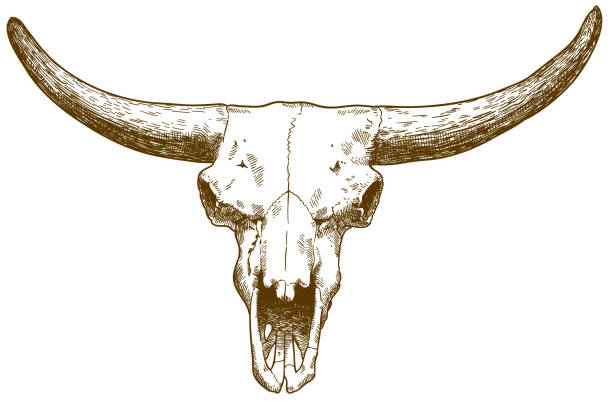 engraving illustration of steppe bison skull Vector antique engraving drawing illustration of steppe bison skull isolated on white background animal skull cow bull horned stock illustrations