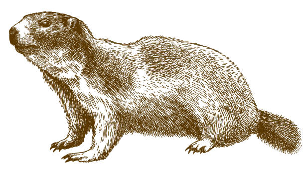 alp dağ sıçanı oyma çizimi - groundhog stock illustrations