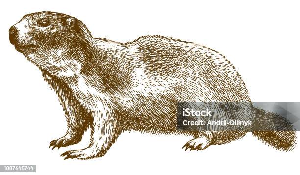 Engraving Illustration Of Alpine Marmot Stock Illustration - Download Image Now - Woodchuck, Illustration, Prairie Dog
