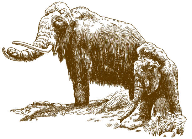 Vector antique engraving drawing illustration of two woolly mammoths isolated on white background