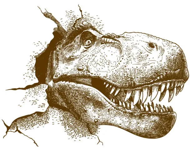 Vector illustration of engraving illustration of tyrannosaurus
