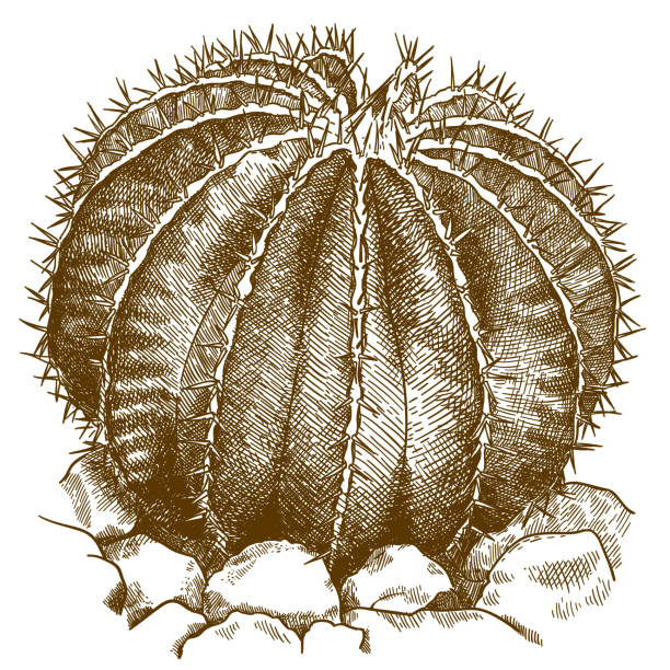 Vector antique engraving drawing illustration of ferocactus isolated on white background