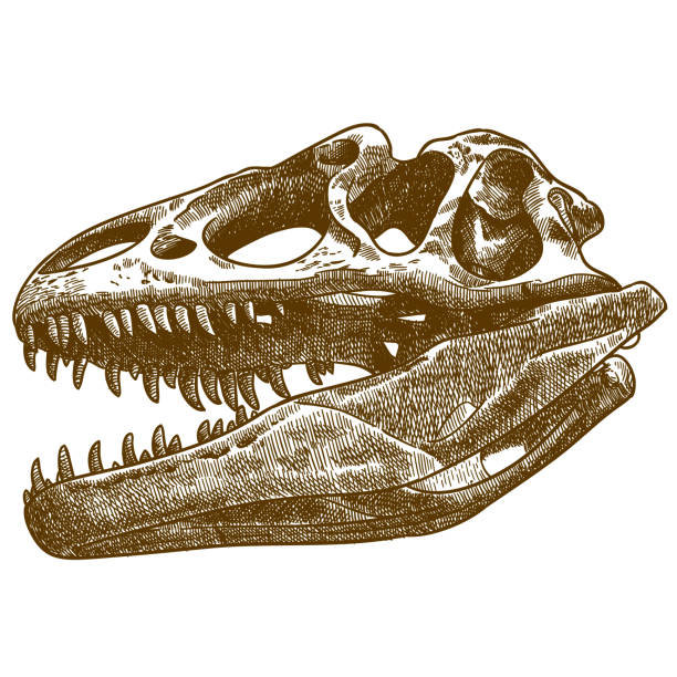 T Rex Skull Illustrations, Royalty-Free Vector Graphics & Clip Art - iStock