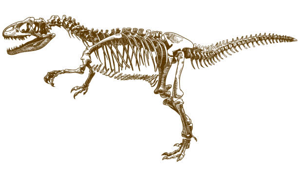 engraving illustration of tyrannosaurus skeleton Vector antique engraving drawing illustration of tyrannosaurus T rex skeleton isolated on white background dinosaur drawing stock illustrations