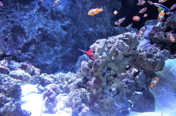 Subtropical shrimp and fish, beautiful tropical fish, Sea anemone - Beautiful blue sea in shines blue stock photo