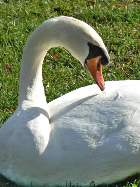 istock white tuberculate swan in a public garden 1087651946