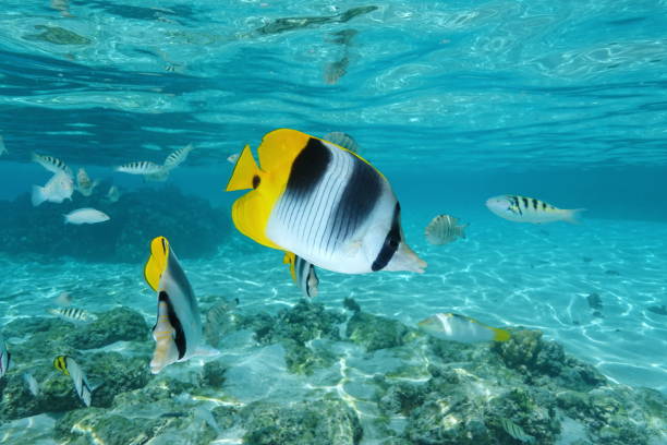 istock Tropical fish butterflyfish Chaetodon ulietensis 1087652056