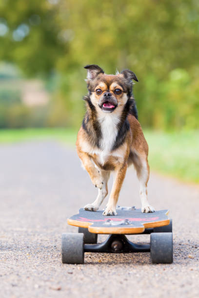 istock Chihuahua hybrid stands on a skateboard 1087652132