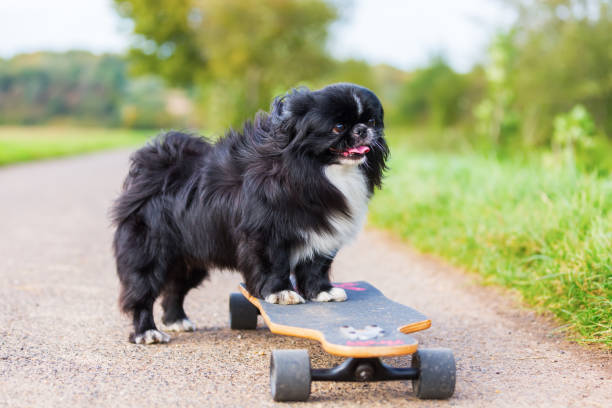 istock Pekinese stands on a skateboard 1087652146