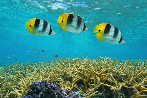 istock Tropical fish butterflyfish French Polynesia 1087653964