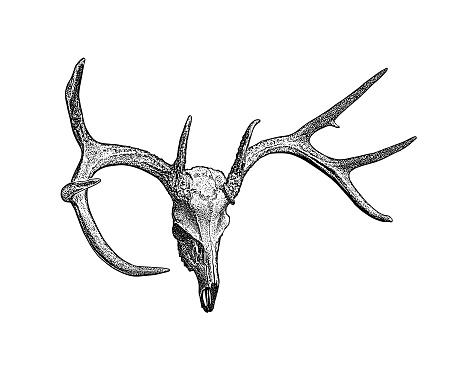 Mezzotint illustration of a deer skull and antlers
