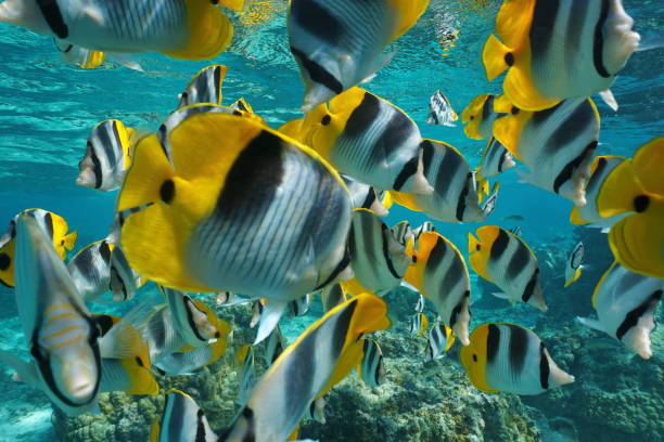 istock Tropical fish shoal colorful butterflyfish 1087653998