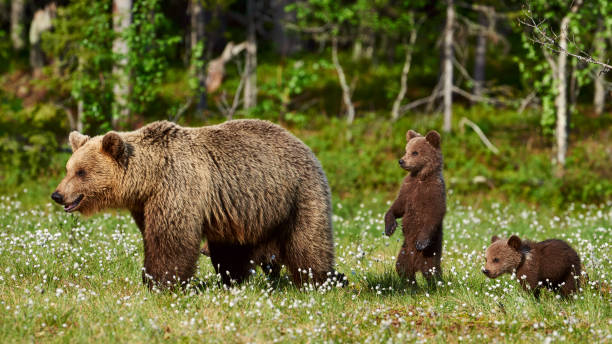 Female brown bear and her cubs Mother bear protects her three little puppies in the finnish taiga animal family stock pictures, royalty-free photos & images