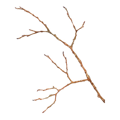 Tree branch isolated on white. Watercolor art